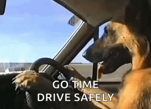 Driving Dog Driving GIF - Driving Dog Driving Tongue Out GIFs