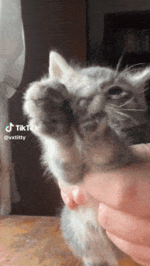 a person is holding a small kitten with a tiktok watermark on the bottom