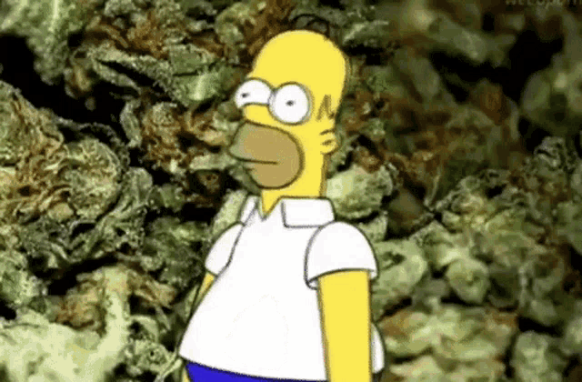 Homer Bushes GIF - Homer Bushes Weed GIFs