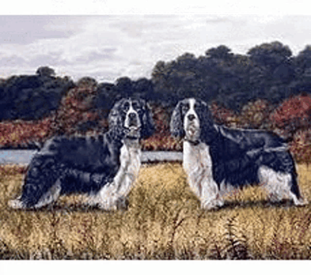 two springer spaniel dogs are standing in a field .