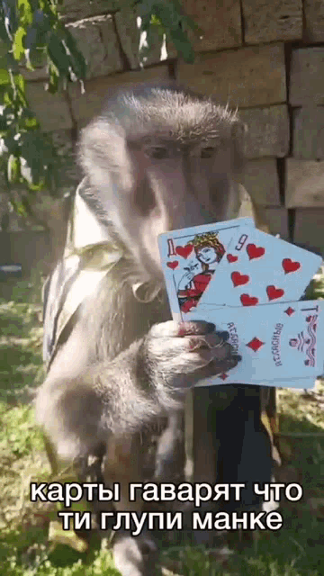a monkey is holding a stack of playing cards in its paws
