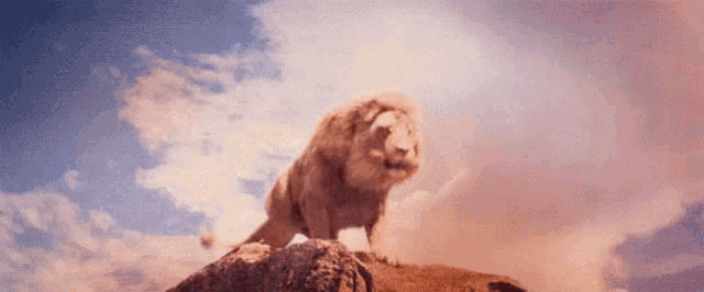 a lion is standing on top of a rock looking up at the sky .