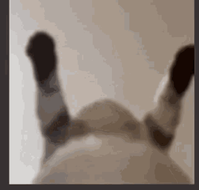 a blurred image of a cat laying on its back