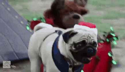 a pug wearing a santa hat is standing next to a stuffed animal