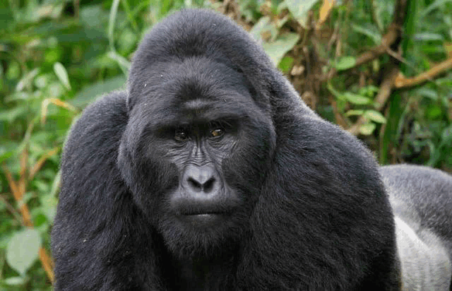 a close up of a gorilla looking at the camera in the jungle