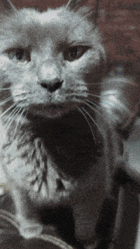 a close up of a cat 's face with green eyes