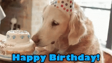 Happy Birthday Golden Retriever GIF - Happy Birthday Golden Retriever Dog Birthday GIFs