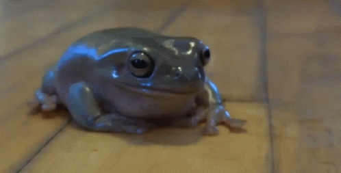 Frog Look GIF - Frog Look Stare GIFs