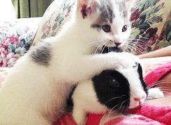 Cat And Bunny Chilling GIF - Bunny GIFs