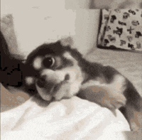a small dog is laying on a bed with its head on a blanket .