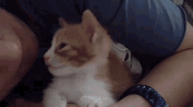 Kiss Cat GIF - Kiss Cat Pet GIFs