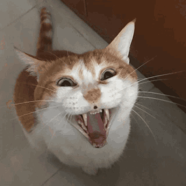 an orange and white cat with its mouth open