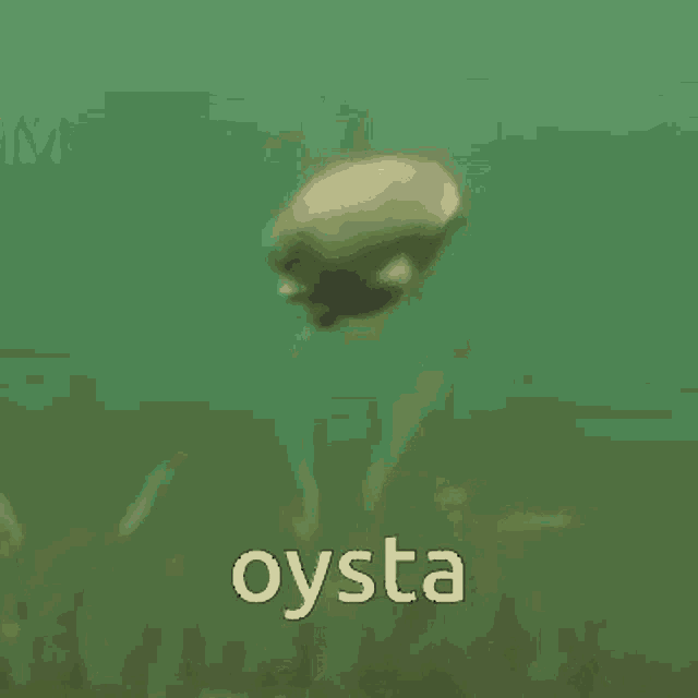 a picture of a plant with the word oysta on it
