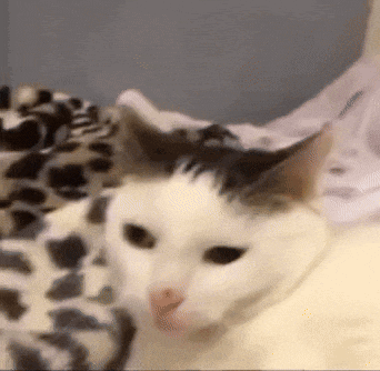a white cat with a black spot on its head is laying on a bed with a leopard print blanket .