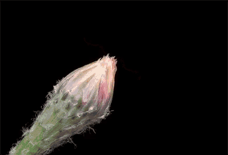 a close up of an orange flower with a green stem on a black background