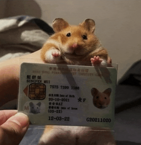 a person is holding a hamster in front of a hong kong identity card