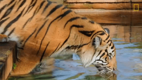 Scared Of Water Keeping A Sumatran Tiger Healthy GIF
