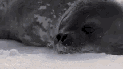 a seal is laying in the snow on the ice .