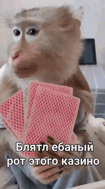 a monkey is holding a stack of pink playing cards in its hands .