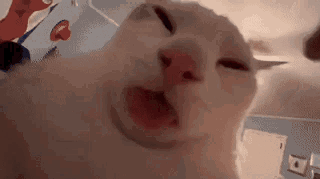Cat Cat Lick GIF - Cat Cat Lick Fast Lick GIFs