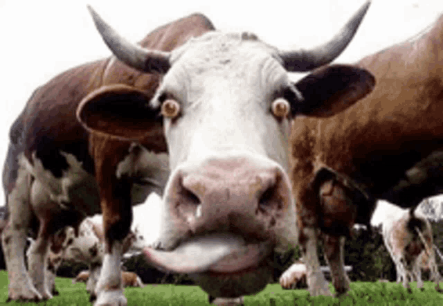 a cow sticking its tongue out while standing in a field