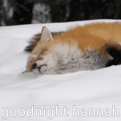 a picture of a fox laying in the snow with the words goodnight hannah above it