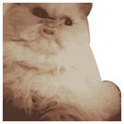 a close up of a cat 's face with a brown background