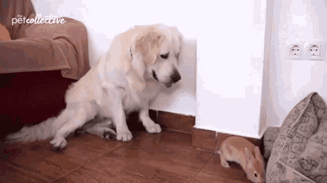 Sniffing Go Up GIF - Sniffing Go Up Pushing GIFs
