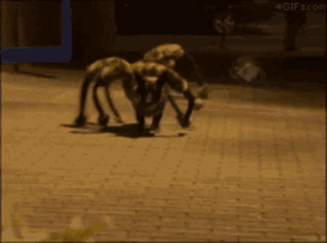 Dogs Spider GIF - Dogs Spider Funny GIFs
