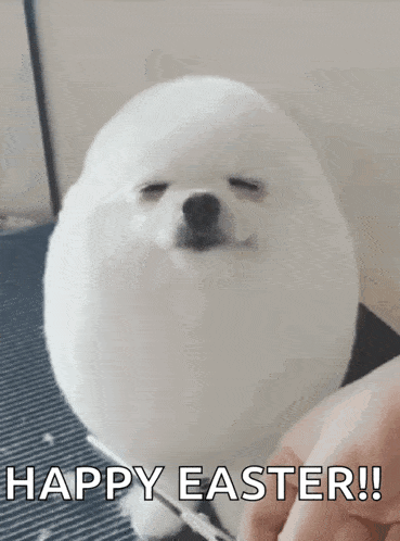 a small white dog is sitting on a table with its eyes closed and a person is holding it .