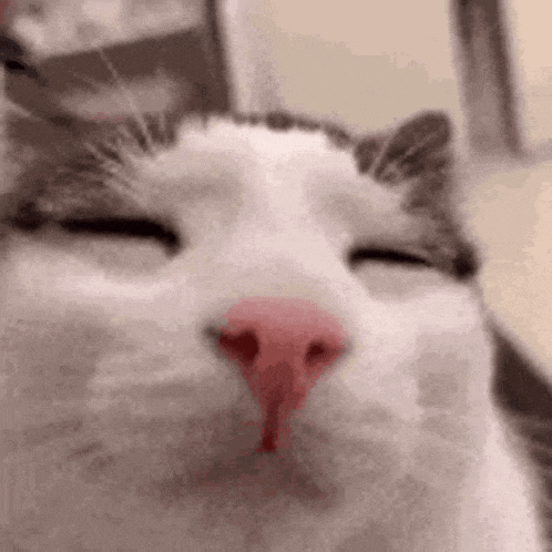 a close up of a cat 's face with its eyes closed and a red nose .
