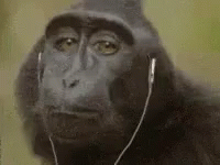 Chimp Nod GIF - Chimp Nod Headbop GIFs