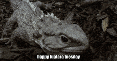 a black and white photo of a lizard with the words happy tuatara tuesday above it