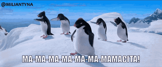 a group of penguins standing on top of a snow covered hill with the caption ma-ma-ma-ma-ma-mamacita