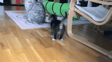 Brave Cats GIF - Brave Cats GIFs
