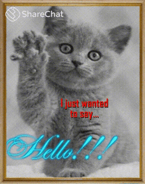 a picture of a kitten with the words hello written on it