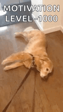 Lazy Drag GIF - Lazy Drag Dog GIFs
