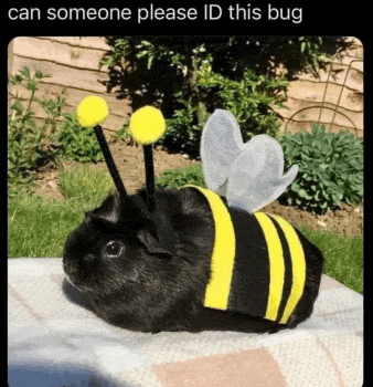 a guinea pig dressed as a bee is laying on a bed