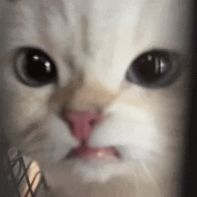 a close up of a cat 's face with a serious look on it 's face