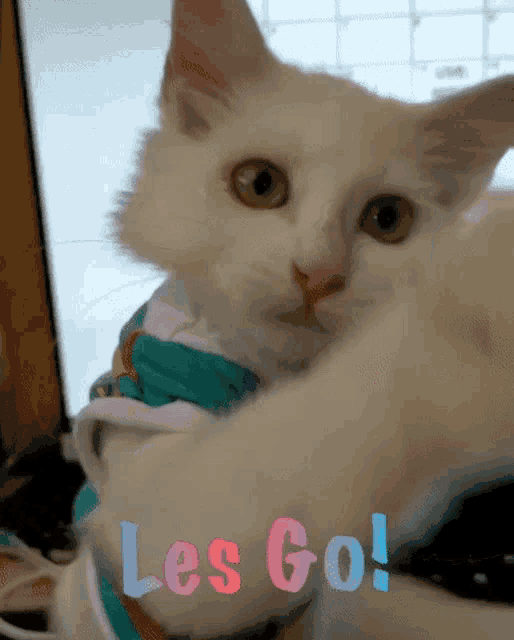a white cat wearing a shirt that says " les go "