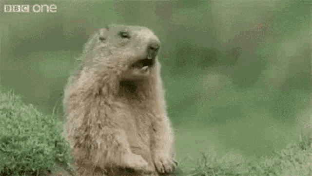 a ground squirrel is standing in the grass with its mouth open and the word kek is on the bottom .