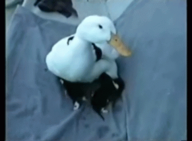 Harry The Duck Nurtures Five Abandoned Kittens GIF - Duck Kittens Kitty GIFs