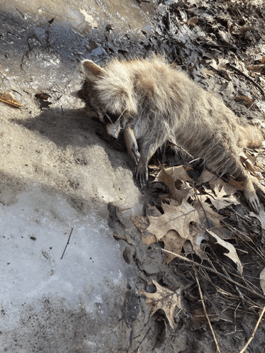 a dead raccoon is laying on the ground