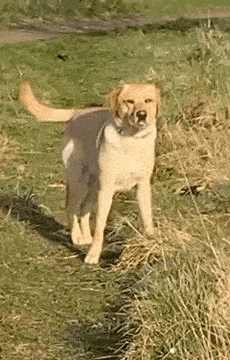 a dog is standing in the grass in a field .