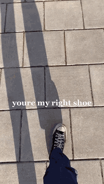 Shoe Matt GIF - Shoe Matt Maltese GIFs