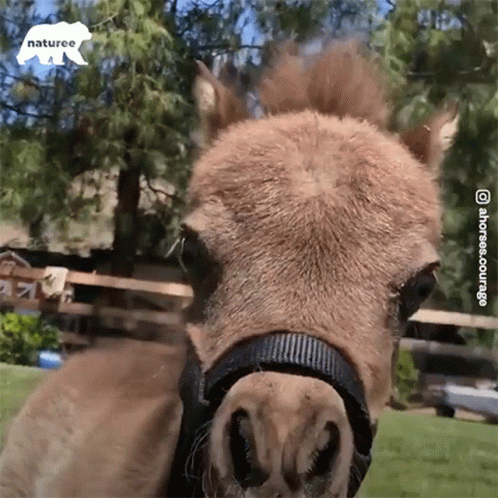 Hey There Pony GIF - Hey There Pony Cute GIFs