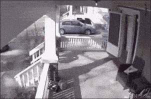 Dog Watchdog GIF