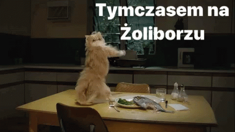 Cat Dancing GIF - Cat Dancing Zoliboz GIFs