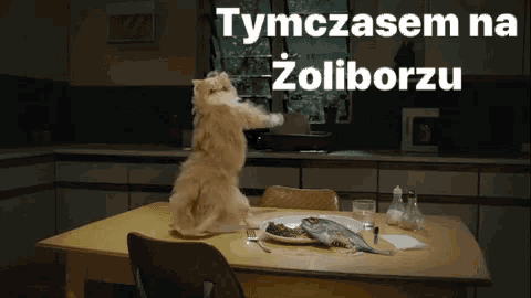 a cat is standing on its hind legs in front of a table with a plate of food