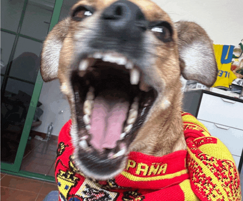 a dog is wearing a red and yellow sweater that says pana on it